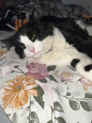 Reunited Male Cat last seen South Liberty & May st next to Calvary Baptist church, Elgin, IL 60120