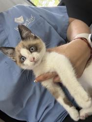 Lost Male Cat last seen Gwen st Springdale, Springdale, AR 72762