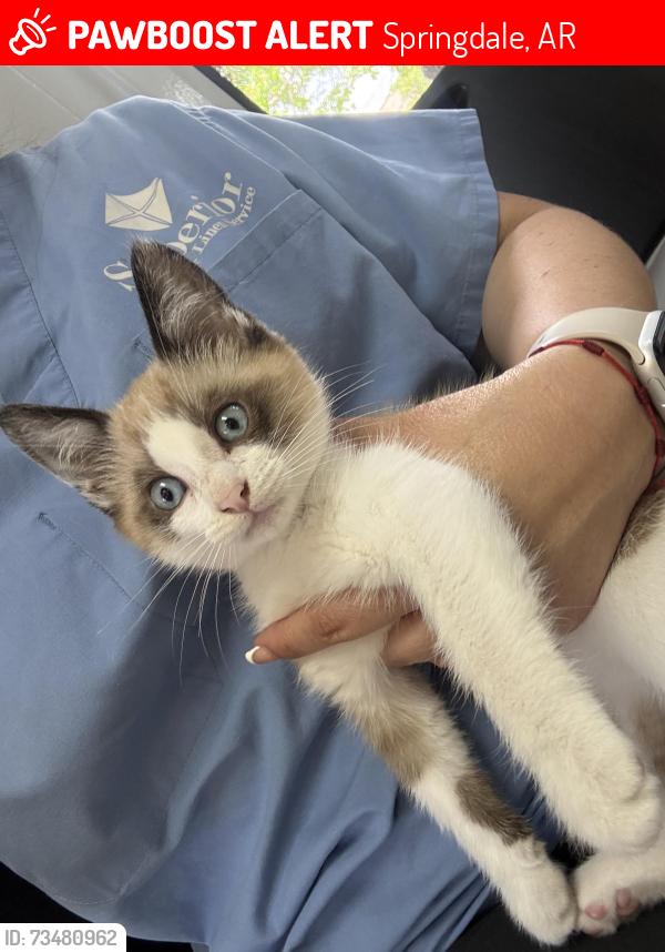 Lost Male Cat last seen Gwen st Springdale, Springdale, AR 72762