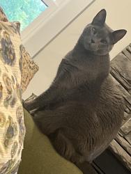 Lost Male Cat last seen Boatwright dr, Richmond, VA 23229