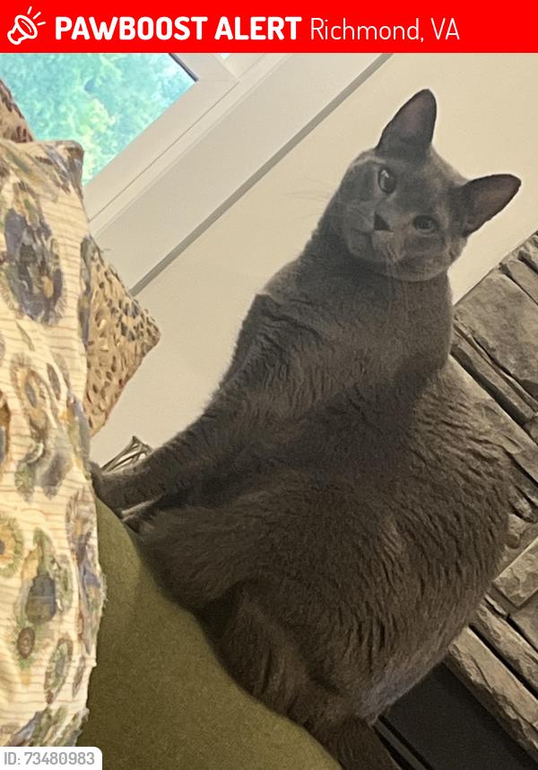 Lost Male Cat last seen Boatwright dr, Richmond, VA 23229