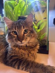 Reunited Male Cat last seen Westmoreland and Ledbetter, Dallas, TX 75233