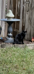 Lost Male Cat last seen Three Lakes East area 99/Hoffsmith-Korhville and Boudreaux areas, Tomball, TX 77375