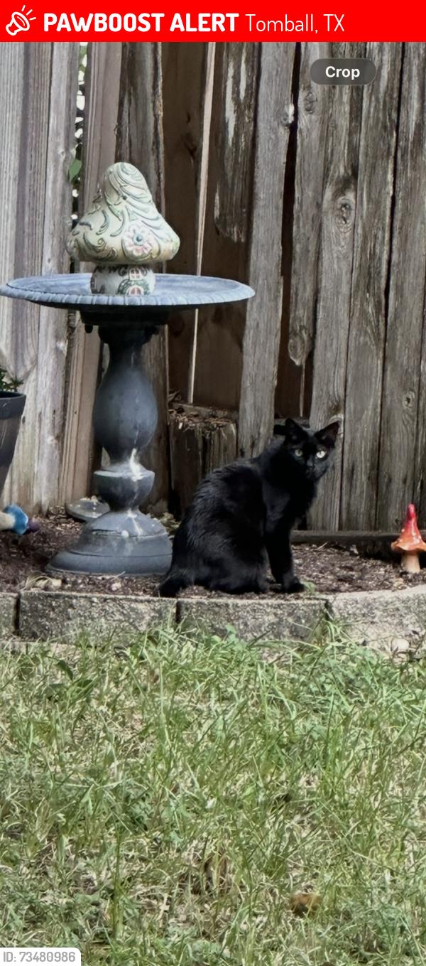 Lost Male Cat last seen Three Lakes East area 99/Hoffsmith-Korhville and Boudreaux areas, Tomball, TX 77375