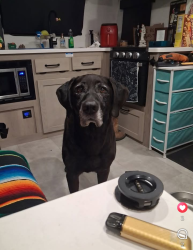 Lost Male Dog last seen Pilot Truck Stop, Moss Point, MS 39563