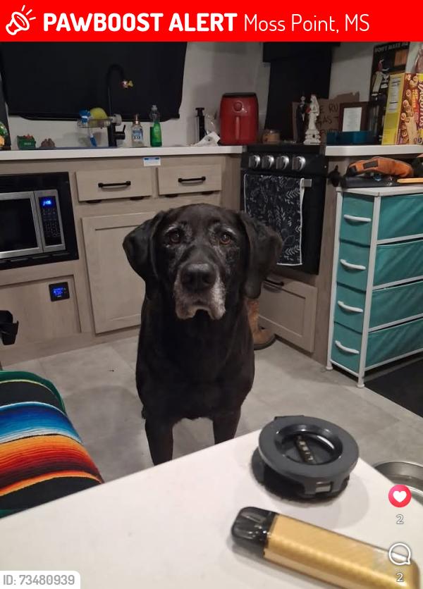 Lost Male Dog last seen Pilot Truck Stop, Moss Point, MS 39563