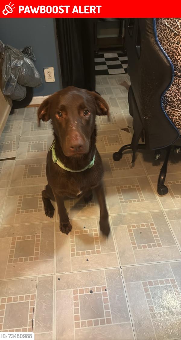 Lost Male Dog last seen Sullivan Road, Davidson County, NC 27360