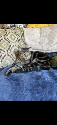 Reunited Female Cat last seen Walnut Lawn and Hillcrest Ave, Springfield, MO 65807