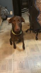 Lost Male Dog last seen Sullivan Road, Davidson County, NC 27360