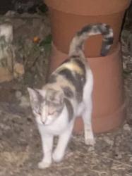 Found/Stray Unknown Cat last seen Merrimon ave marcellus st, Asheville, NC 28801