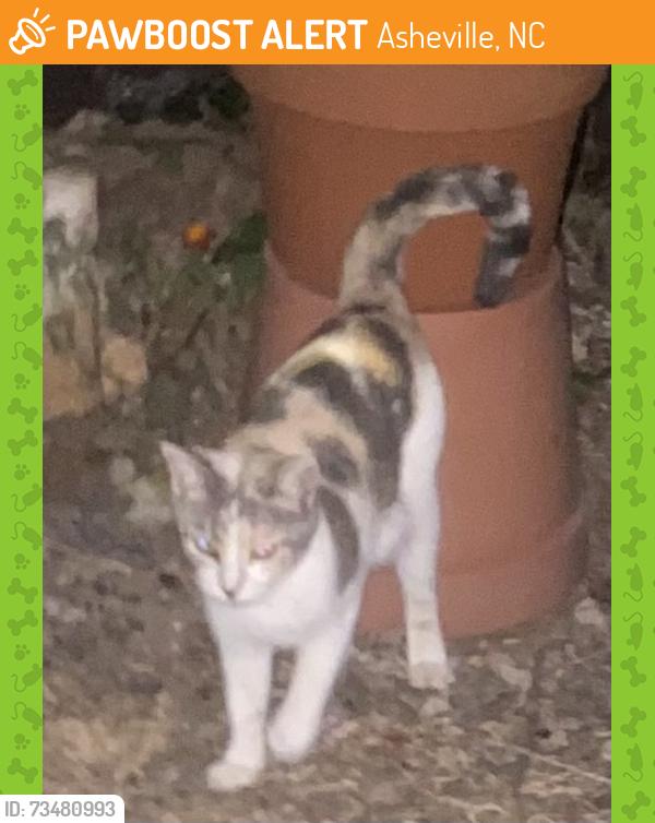 Found/Stray Unknown Cat last seen Merrimon ave marcellus st, Asheville, NC 28801