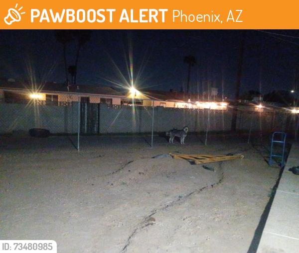 Found/Stray Male Dog last seen Near North 50th Lane PHX az 85035, Phoenix, AZ 85035