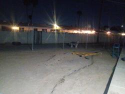 Found/Stray Male Dog last seen Near North 50th Lane PHX az 85035, Phoenix, AZ 85035