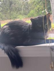 Lost Male Cat last seen Near 103rd, Jacksonville, FL 32210