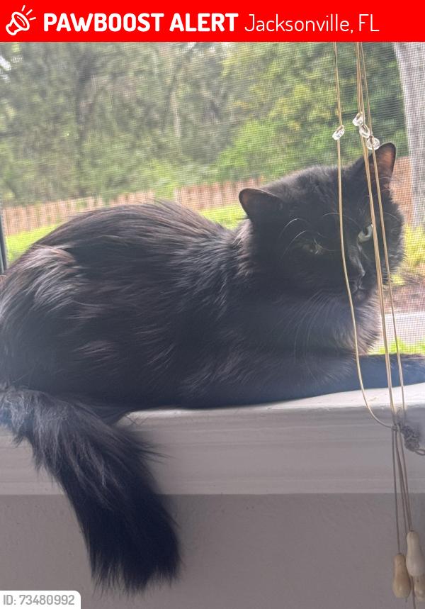 Lost Male Cat last seen Near 103rd, Jacksonville, FL 32210