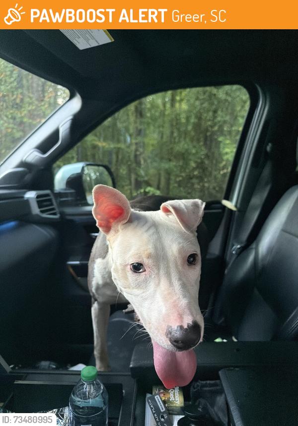 Found/Stray Female Dog last seen Chick Springs Rd and Old Rutherford Rd, Greer, SC 29651