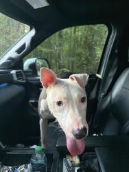 Found/Stray Female Dog last seen Chick Springs Rd and Old Rutherford Rd, Greer, SC 29651