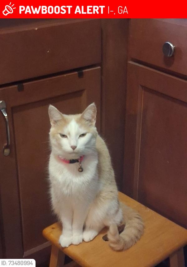 Lost Female Cat last seen Mile marker 18 I-75 southbound, I-75, GA 31029