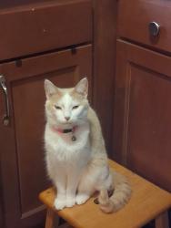 Lost Female Cat last seen Mile marker 18 I-75 southbound, I-75, GA 31029