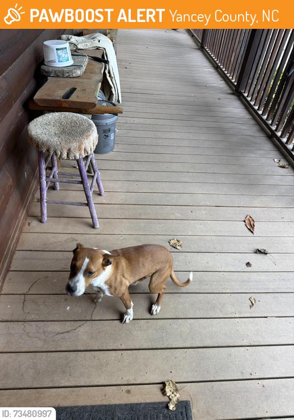 Found/Stray Female Dog last seen Silas branch rd, Burnsville n c, Yancey County, NC 28714