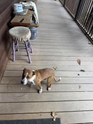 Found/Stray Female Dog last seen Silas branch rd, Burnsville n c, Yancey County, NC 28714