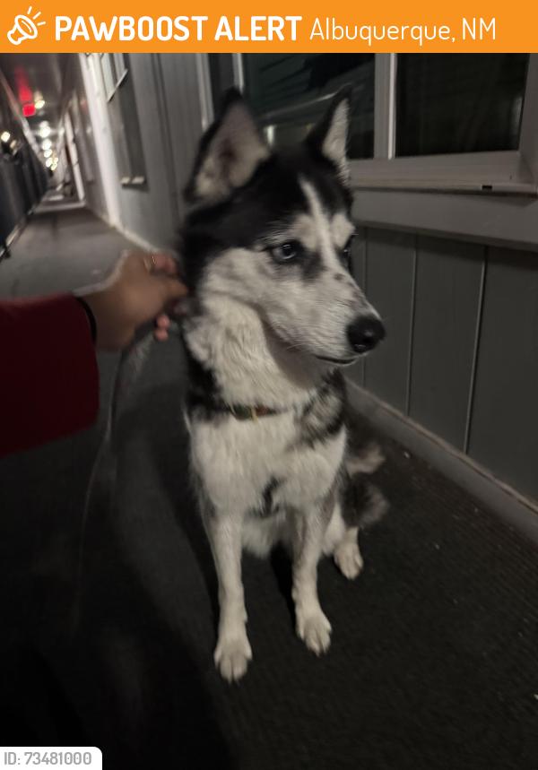 Found/Stray Female Dog last seen Ross ave, San mateo, Albuquerque, NM 87106
