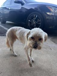 Found/Stray Unknown Dog last seen Thunder cuts, Oklahoma City, OK 73116