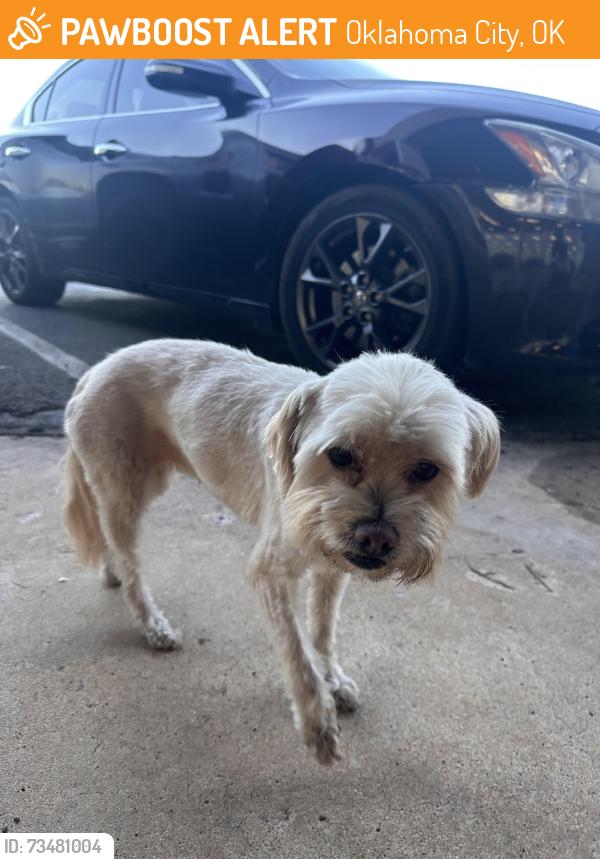 Found/Stray Unknown Dog last seen Thunder cuts, Oklahoma City, OK 73116