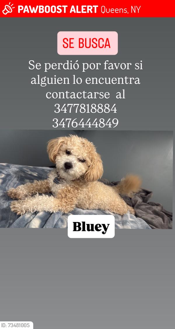 Lost Male Dog last seen No, Queens, NY 11368