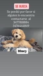 Lost Male Dog last seen No, Queens, NY 11368