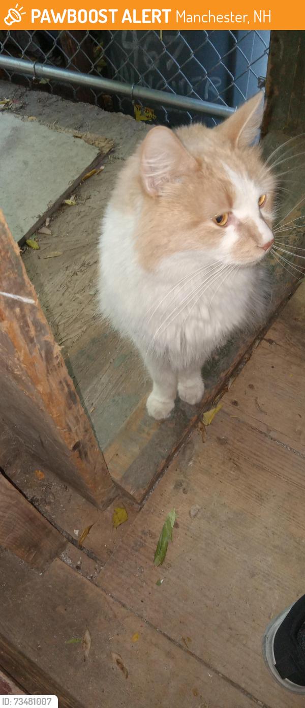 Found/Stray Unknown Cat last seen Hanover St & Hall St, Manchester, NH 03103
