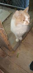 Found/Stray Unknown Cat last seen Hanover St & Hall St, Manchester, NH 03103
