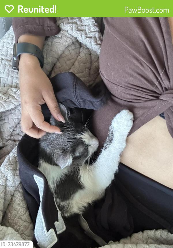 Reunited Female Cat last seen Near s Francisco ave. Chicago, Chicago, IL 60612