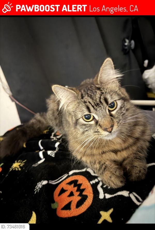 Lost Female Cat last seen Lake st between 3rd and 6th street, Los Angeles, CA 90057