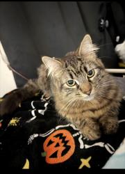 Lost Female Cat last seen Lake st between 3rd and 6th street, Los Angeles, CA 90057