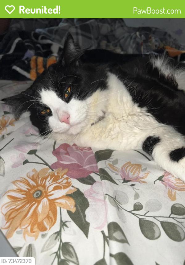 Reunited Male Cat last seen South Liberty & May st next to Calvary Baptist church, Elgin, IL 60120
