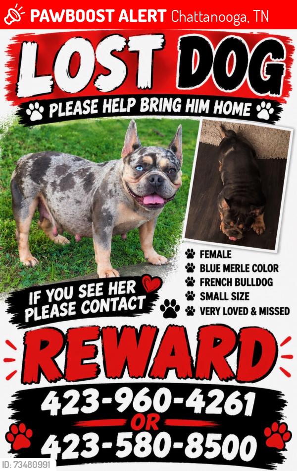 Lost Female Dog last seen Chattanooga Airport, Chattanooga, TN 37421
