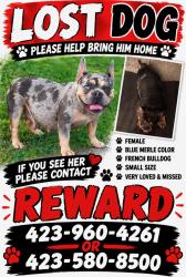 Lost Female Dog last seen Chattanooga Airport, Chattanooga, TN 37421