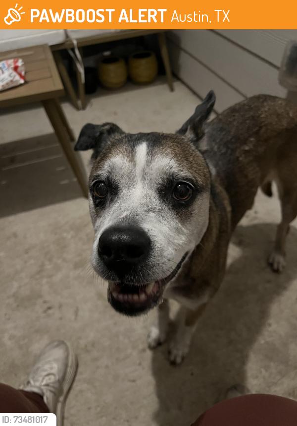 Found/Stray Female Dog last seen Bradshaw rd and Comano dr, Austin, TX 78747