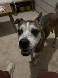 Found/Stray Female Dog last seen Bradshaw rd and Comano dr, Austin, TX 78747