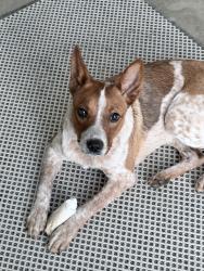 Reunited Female Dog last seen Near W Hwy 82 Gainesville, TX 76240 US, Gainesville, TX 76240