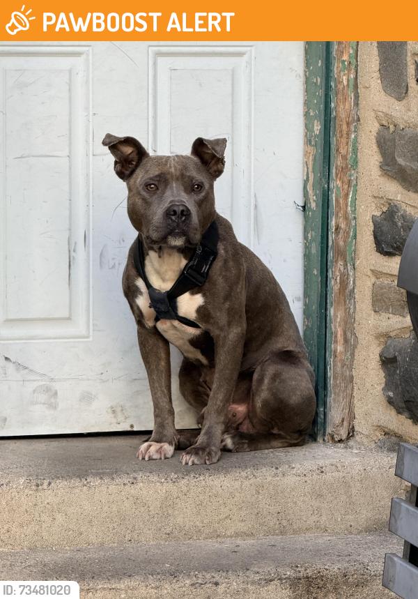 Found/Stray Male Dog last seen It is in the back driveway sitting on steps he looks really scared, Upper Darby Township, PA 19082