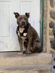 Found/Stray Male Dog last seen It is in the back driveway sitting on steps he looks really scared, Upper Darby Township, PA 19082