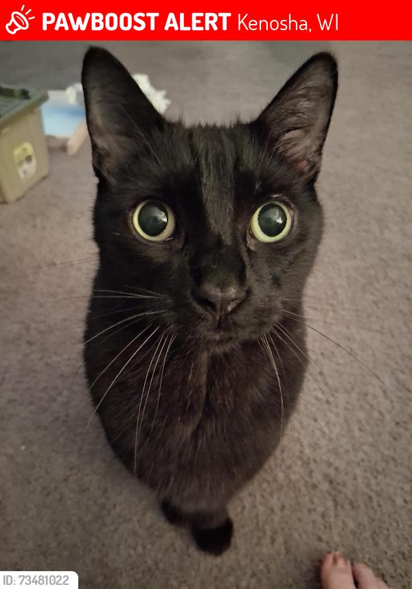 Lost Male Cat last seen Jefferson elementary, Kenosha, WI 53140