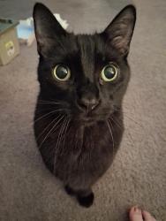 Lost Male Cat last seen Jefferson elementary, Kenosha, WI 53140