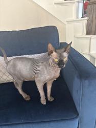 Reunited Male Cat last seen Nichols Pass & Dana Creek, Boerne, TX 78015