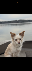 Lost Female Dog last seen Bringle ferry rd, fairfax dr, Newsome rd, Salisbury, NC 28146