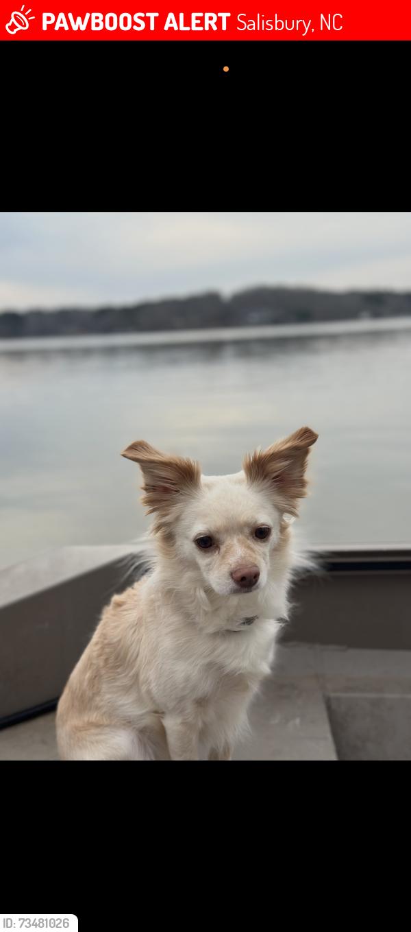 Lost Female Dog last seen Bringle ferry rd, fairfax dr, Newsome rd, Salisbury, NC 28146