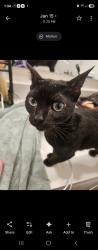 Reunited Female Cat last seen Kelly park rd, Marshelder street, apopka, Apopka, FL 32712