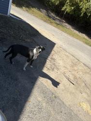 Found/Stray Male Dog last seen 38th and Kessler. The woods at oak crossing, Indianapolis, IN 46222
